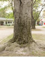 tree bark